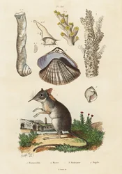Ryjówka słoniowa, małż i koralowce.,1834-1839 (rycina)