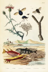 Chaber, ryby i muchy chrząszczowe.,1834-1839 (grawerowanie)