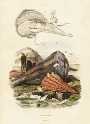 Skorupki lub małże. ,1834-1839 (grawerowanie)