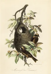 Sikora Penduline, Remiz pendulinus i gniazdo worka