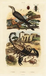 Scorpions and cuckoo.   1411731   pl       polish Successfully Translated  Original: Wayang (shadow puppets) Translat: Wayang (shadow puppets) 1408723 pl polish Successfully Translated Original: ""les sept arts liberaux"" (Arithmetique, geometrie, musique,