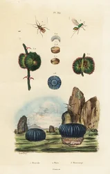 Ukwiał morski i owady.,1834-1839 (rycina)