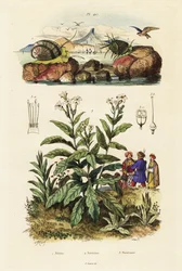 Ślimaki morskie i tytoń. ,1834-1839 (grawerowanie)