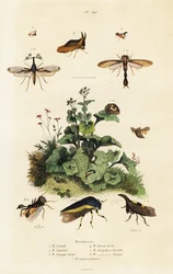 Treehoppers.,1834-1839 (grawerowanie)