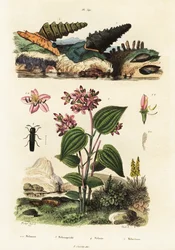 Ślimaki trąbkowe, żuki żołnierskie i Clidemia.,1834-1839 (rycina)