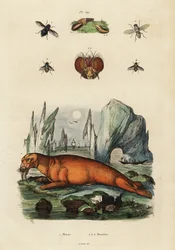 Mors i muchy. ,1834-1839 (grawerowanie)
