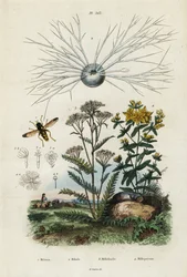 Krwawnik zwyczajny, dziurawiec, otwornice i bzygowate.,1834-1839 (rycina)
