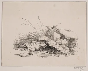 ropucha
