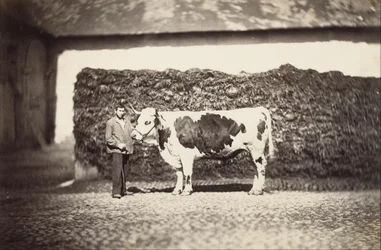 [Nagroda Bull]