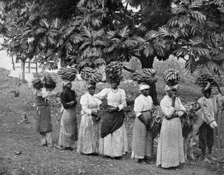 Nośniki bananów, Jamajka, ok. 1905 r.