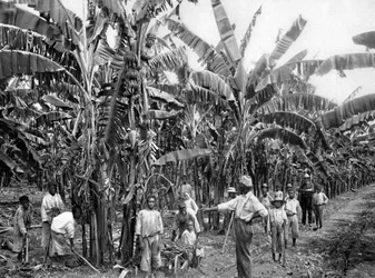 Plantacja bananów, Jamajka, ok. 1905.