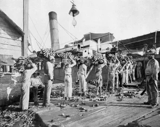 Ładowanie bananów, Port Antonio, Jamajka, ok. 1905 r.