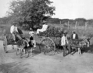 Wózki do drewna, Jamajka, ok. 1905.
