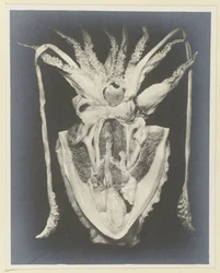 Anatomia kałamarnicy Anatomia de la Seiche (tytuł na obiekcie)