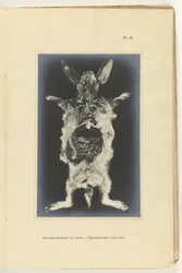 Królik rozcięty z widocznymi organami Organes internes du lapin - Fotografia dans l