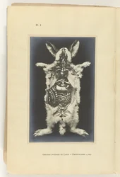 Królik rozcięty z widocznymi organami Organes internes du lapin - Fotografia a sec
