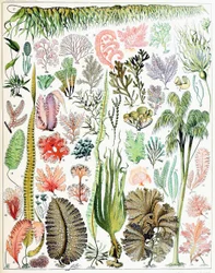Ilustracja glonów i wodorostów, ok. 1923