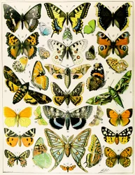Ilustracja motyli i ciem c.1923 (lito)