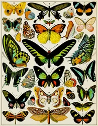 Ilustracja motyli i ciem, ok. 1923
