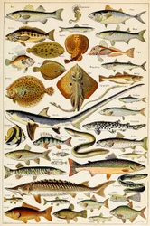 Ilustracja jadalnych ryb, ok. 1923