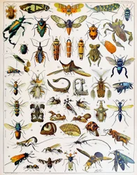 Ilustracja owadów, ok. 1923