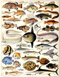 Ilustracja ryby morskiej ok. 1923 r.