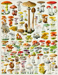 Ilustracja grzybów, ok. 1923