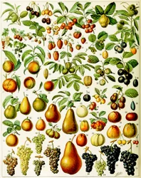 Ilustracja owoców ok. 1923 r.