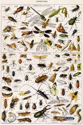 Ilustracja pożytecznych owadów i szkodników owadzich, ok. 1923