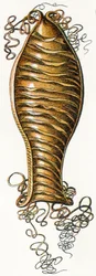 Skrzynia z prążkowanym jajkiem rekina (Scyliorhinus), 1923