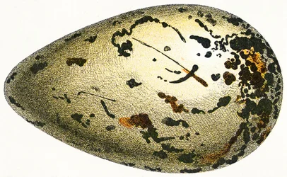 Jajo alczyka olbrzymiego, 1923