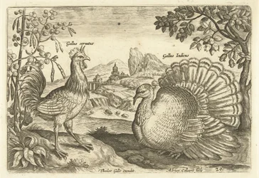 Dwie kury w krajobrazie Avium Vivae (tytuł serii) Ptaki (tytuł serii)