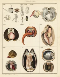 Anatomia małży, 1841 (litografia)
