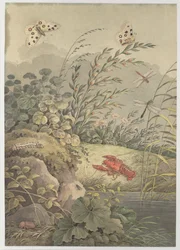 Kawałek wody z krabem, motylami, ważkami i rokitnikiem 1800.