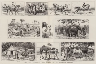 Wielkie Targi Słoni i Koni w Sonepur w Bengalu