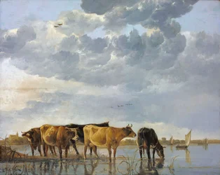 Bydło w wodzie