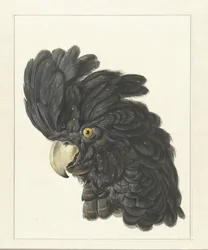 Głowa kakadu; głowa papugi (tytuł na obiekcie)