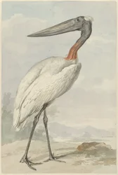 Jabiroe (mikteria Jabiroe)