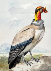 kulik wielki