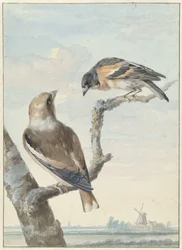 Dwa ptaki: grubodziób zwyczajny (Coccothraustes coccothraustes) i warownia (Fringilla montifringilla)