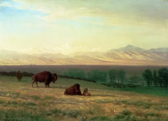 Bizony na równinach, ok. 1890
