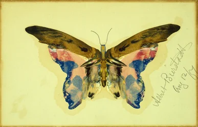 Motyl (gwasz na papierze)