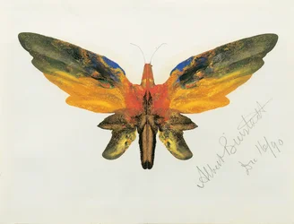 Motyl, 1890