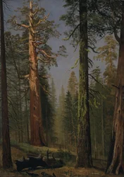 Grizzly Giant Sequoia, Mariposa Grove, Kalifornia