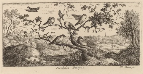 Ficedula, Gil zwyczajny
