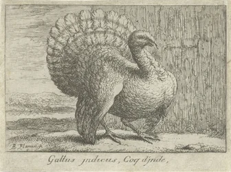 Landschap spotkał kalkoen Gallus indicus, Coq d