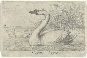 Krajobraz z łabędziem Gwiazdozbiór Łabędzia. Cygne. (tytuł na obiekcie) Trzynaście gatunków ptaków (tytuł serii) Diuersae Auium Gatunek (tytuł serii)