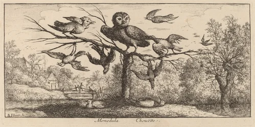 Monedula, Sowa
