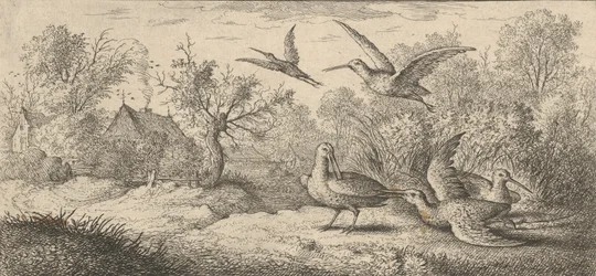 Rusticula, słonka: Livre d