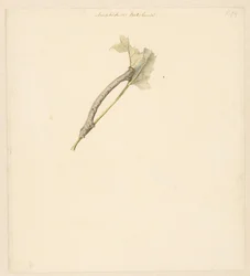 Studieblad spotkał rups, Amphidiasis Betularia